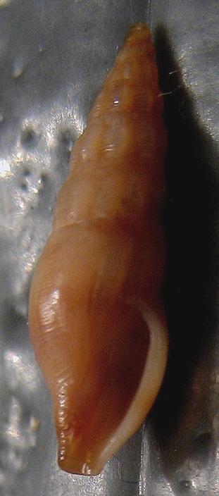 Bela laevigata